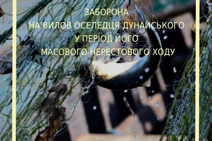 Увага! На Одещині від сьогодні діє заборона на вилов оселедця